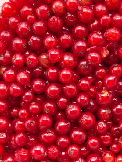 The image is a close-up, overhead shot of a large pile of ripe red currants. The berries are round and appear to be fresh, with a glossy sheen. They are packed densely together, filling the entire frame. There are no people, animals, or other objects visible in the image. The background is not discernible due to the overwhelming presence of the currants. The specific location in the city of Подолино Ст, Russia, is not identifiable from the image itself.