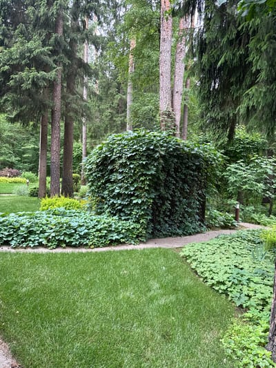 The image depicts a lush green park or garden area, likely within the city of Gradostroit SNT, Russia. Tall coniferous trees dominate the background, their trunks straight and reaching towards a partially overcast sky. In the mid-ground, a large, dense shrub covered in dark green ivy forms a prominent feature. This ivy-covered structure appears to be a hedge or a carefully maintained garden element, possibly obscuring a hidden pathway or structure.

In front of the ivy structure, a well-manicured lawn of bright green grass stretches out, bordered by a concrete path. To the right of the path, another dense ground cover of smaller green plants fills the space. The overall impression is one of a serene, well-kept outdoor space, characterized by abundant vegetation and a naturalistic yet organized landscape design. There are no people or animals visible in the image. The lighting suggests it is daytime, likely overcast or early morning/late afternoon given the diffused light.