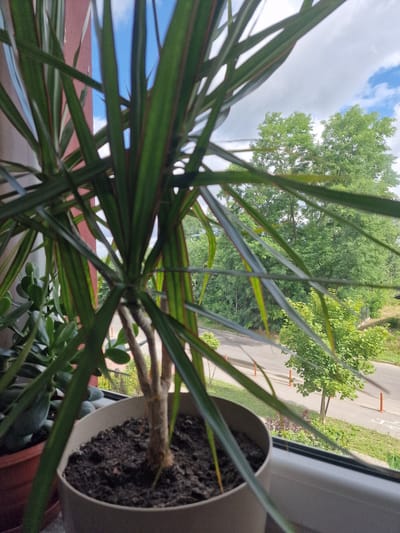 The image shows a close-up view of a potted plant, likely a Dracaena, with its long green leaves, some with red margins, filling the foreground. The plant is in a light-colored pot filled with dark soil. To the left, another potted plant with broader, succulent-like leaves is partially visible. Through the leaves of the main plant, a window view reveals a street, trees, and a cloudy blue sky. The street is paved, with an asphalt surface and a grassy verge. Orange traffic cones are visible along the side of the road. In the background, lush green trees form a dense canopy. The scene appears to be an indoor view looking out from a window, likely in a residential setting, given the potted plants. The time of day appears to be daytime, judging by the light and the presence of clouds. Without further information, it is not possible to confirm the specific location in Wieruszów, Poland, though the vegetation and architectural elements suggest a European urban or suburban environment. There are no people or animals present in the image, and no actions or interactions are depicted.