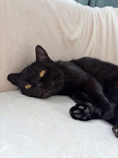 A black cat with bright yellow eyes lies on a light-colored, textured surface. The cat is resting on its side, with its head turned towards the viewer. Its paws are tucked underneath its body, and one paw is visible in the foreground, showing its toe beans. The background consists of a plush, wrinkled fabric that appears to be a blanket or sofa. The lighting is soft and diffused, highlighting the cat's sleek fur and striking eyes. The scene is indoors, likely in a home environment. There is no information available about the location in the city of Leninsk-Kuznetskiy, Russia.