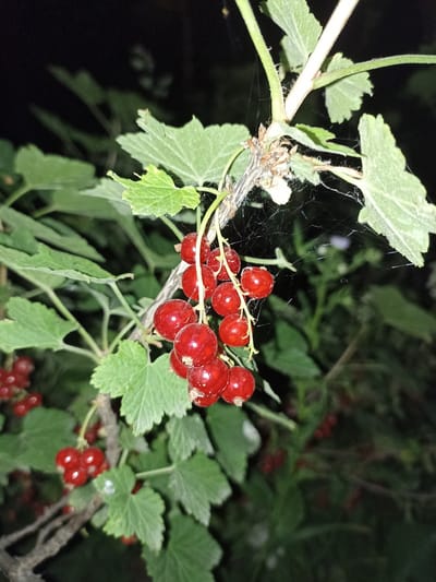 This is a close-up, night-time photograph of a branch of red currants. The berries are a deep red, round, and appear to be ripe. They are clustered together on thin stems, hanging from the main branch. Several green leaves surround the berries, some of which have serrated edges. There is visible spider webbing between the branches and leaves, with some strands catching the light. The background is dark and out of focus, suggesting a natural setting, possibly a garden or bush. The overall impression is of a dimly lit, natural environment where the red currants are the primary subject. There are no people or animals visible in the image. The location in Pochaiv, Ukraine is not determinable from the visual information in the image itself.