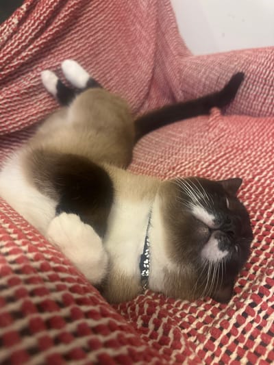 A snowshoe cat is sleeping on a red and white patterned blanket. The cat is on its side with its legs curled up and its tail extended. It is wearing a blue collar with white patterns. The cat's eyes are closed, and its face is relaxed. The blanket appears to be made of a soft, textured material. There are no people visible in the image. The environment is indoors, as suggested by the soft lighting and the indoor setting of a cat sleeping on a blanket. The location is not specified as Thora, Australia.
