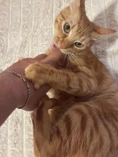 An orange tabby cat is shown biting a person's finger, which is on the right side of the frame. The cat's body is curled, with its head turned to the left, and its eyes are wide open and looking at the camera. The cat is wearing a pink collar. The person's hand is on the left side of the frame and is wearing a silver bracelet. The background is a textured white blanket. The scene is indoors.