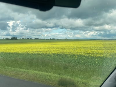 The image depicts a wide, flat landscape under a dramatic, cloudy sky. In the foreground, a dark asphalt road runs along the bottom left of the frame, bordering a strip of green grass. The dominant feature of the scene is a vast field of yellow flowers, likely rapeseed, stretching towards the horizon. Behind the yellow field, a band of green vegetation forms a transition to the horizon line, where a scattering of trees and bushes are visible. The sky is filled with heavy, dark grey clouds, punctuated by patches of bright blue sky and illuminated by diffused sunlight. The image appears to have been taken from inside a vehicle, suggested by the dark upper portion of the frame which resembles the interior of a car, possibly a portion of the windshield frame or rearview mirror assembly. The location is identified as Дорскі сельскі Савет, Belarus.