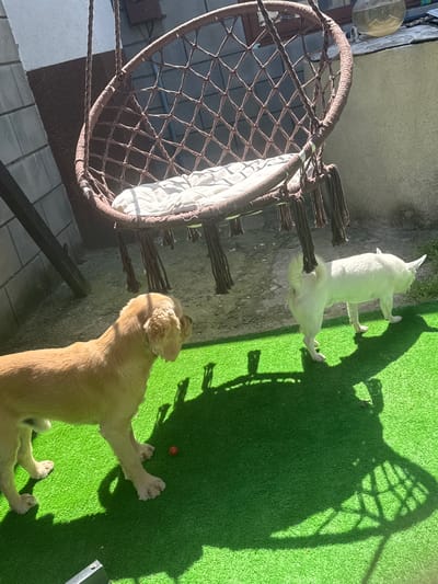 Two dogs are outside on a sunny day, one is a light brown dog laying on artificial grass and a white dog is standing behind it. The dogs are near a hanging chair with a white cushion. There is a red ball on the grass. The scene appears to be a backyard in Dolni Chiflik, Bulgaria.