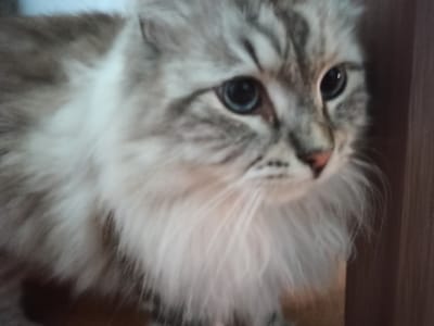 A close-up, slightly blurry photograph shows the face of a long-haired cat with blue eyes. The cat has grey and white fur, with darker tabby markings on its forehead and around its eyes. The cat's nose is pink. The background is out of focus and appears to be a wooden surface. The image is not located in the city of Promyshlennaya, Russia, or any specific city.