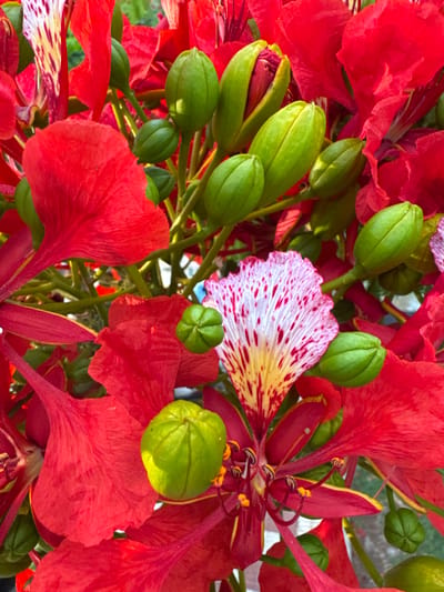 This is a close-up, eye-level medium shot of a cluster of flame tree flowers, also known as flamboyant flowers. The flowers are predominantly red, with some displaying delicate white petals speckled with red. Several green flower buds are also visible, some partially open, revealing hints of red within. The petals are soft and wavy, with a papery texture. The center of the flowers features dark red stamens tipped with bright yellow pollen. The background is a soft blur of green and red, suggesting more foliage and flowers. The lighting appears to be natural daylight, casting soft shadows and highlighting the vibrant colors of the blossoms. The overall impression is one of lush, tropical beauty. The setting appears to be outdoors, likely a garden or park, given the natural focus on the flowers. No people, text, or specific time of day or weather cues are discernible, beyond the general presence of daylight. The location context provided is Fañabé, Spain.