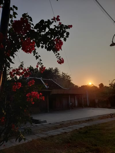 A cluster of vibrant red bougainvillea flowers cascades down from the left side of the frame, obscuring parts of a dimly lit building with a tiled roof in Pulokulon, Indonesia. The setting sun casts a warm glow over the scene, with its orb visible just above a treeline in the distance. A paved pathway runs in front of the building, bordered by dry grass. A utility pole with wires is visible on the far right, and a street lamp hangs above. The sky is a hazy gradient of pale orange and gray. The overall atmosphere is tranquil and rural.