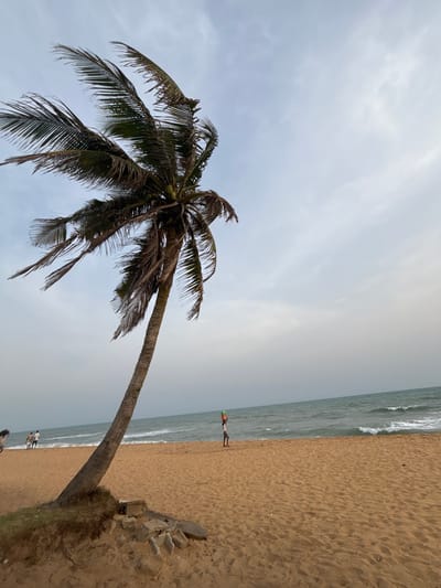A lone palm tree extends horizontally across the scene, its fronds reaching into a cloudy sky. Below, a sandy beach meets the ocean's edge, where gentle waves lap the shore. A few people dot the beach, some near the water, and some closer to the tree's base. Debris or rocks are visible near the tree's trunk, partially obscured by sand.