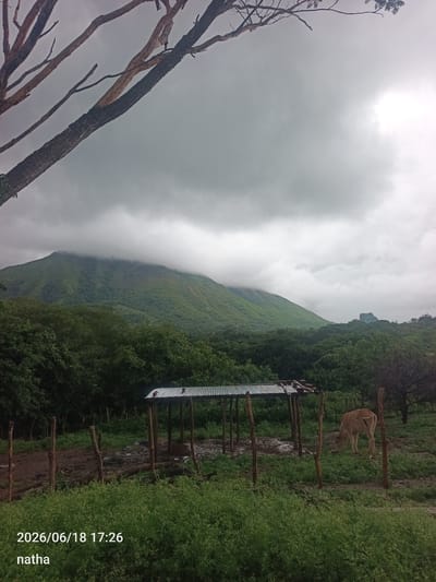 The image shows a cloudy day in El Chaparral, Venezuela. In the foreground, there is a crude, open-sided shelter with a corrugated metal roof, supported by wooden posts. Muddy ground is visible beneath the shelter. A young cow, light brown in color, is grazing to the right of the shelter. The foreground also features lush green grass and foliage. In the middle ground, there is a dense line of trees. In the background, a large, green, mountainous landscape is visible, with the peak partially obscured by clouds. A few trees with bare branches extend into the upper left corner of the frame. The date stamp "2026/06/18 17:26" and the word "natha" are present in the lower left corner of the image.