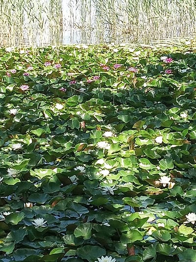 A pond is filled with lush green lily pads, many of which are dotted with white and pink water lilies. The water lilies are in various stages of bloom, with some fully open and others still tightly furled. Tall reeds or grasses grow in the background, suggesting a natural or garden setting. The lighting indicates it is daytime, likely sunny, as there are shadows cast by the plants. The scene is peaceful and serene, evoking a sense of natural beauty. The location is identified as Banyoles, Spain, which is known for its lake. There is no visible text in the image.