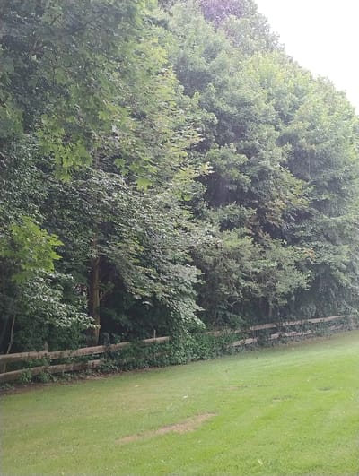 The image depicts a lush green lawn in front of a dense line of trees bordering what appears to be a park or a wooded area. A rustic wooden fence runs horizontally across the midground, separating the lawn from the trees. The trees are full of vibrant green leaves, suggesting a warm season. The sky is overcast, giving the scene a diffused, soft light. There is no discernible urban infrastructure or typical city elements visible, suggesting this is a natural or semi-natural setting within Uetersen, Germany, likely a residential area with access to green spaces or a larger park. No people or animals are visible in the frame. The overall impression is one of serene, natural beauty.