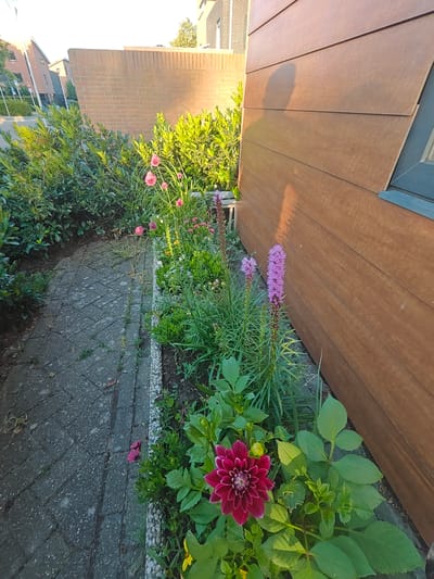 The image depicts a garden area with a paved walkway alongside a flower bed. The walkway is constructed of grey interlocking bricks and shows signs of wear, with some moss or weeds growing between the cracks. The flower bed contains various plants, including tall spikes of purple flowers, smaller pink blooms, and a prominent dark pink dahlia. Lush green foliage is abundant throughout the garden. To the right of the flower bed is a modern wooden-paneled wall of a building, with a visible shadow of a person cast upon it. Behind the flower bed and walkway, a brick wall extends horizontally, with residential buildings visible in the background. The scene is illuminated by warm, natural light, suggesting it was taken during daylight hours. The location is identified as Nieuw-Vennep, Netherlands.