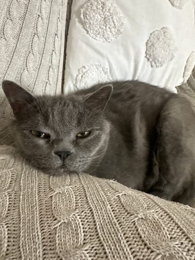 The image shows a close-up, overhead view of a gray cat lying on a textured, cream-colored knitted blanket. The cat is facing the camera, with its head resting on the blanket. Its eyes are partially closed, and its expression appears relaxed or sleepy. Behind the cat, a white pillow with a raised, circular pattern is visible. The background is out of focus, but appears to be a similar textile surface. There are no people or other animals visible in the image. The scene is indoors, likely on a couch or bed. The image does not provide any information about the location in the city of Malye Ust'ya, Russia.