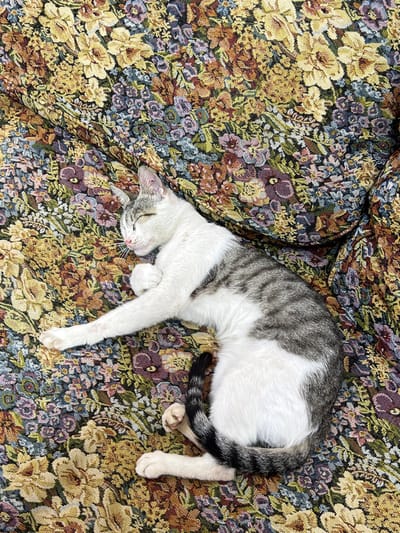 A domestic shorthair cat with white and grey tabby markings is sleeping on a floral patterned couch. The cat is curled up on its side, with its head resting on its paws and its eyes closed. The couch fabric is a tapestry with a dense pattern of yellow, purple, and green flowers. The scene appears to be indoors, likely in a residential setting in San Juan de Los Morros, Venezuela. There are no people or other subjects visible in the image. The lighting suggests it is daytime.