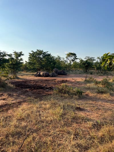 The image shows a group of rhinoceroses resting in a shaded area near a dirt road in Victoria Falls Municipality, Zimbabwe. The environment is a mix of dry grasslands, shrubs, and trees under a clear sky. The rhinoceroses are clumped together, appearing to seek shelter from the sun. The foreground consists of a dirt road and dry vegetation.