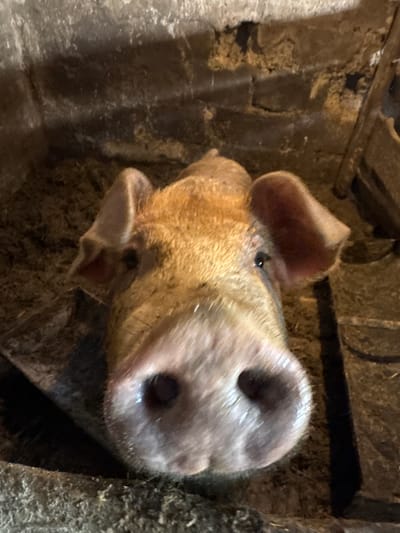 An extremely close-up, head-on shot focuses on the face of a young pig, possibly a piglet, in a rural environment. The pig's snout, a prominent feature, is directed straight at the camera, showcasing its large, dark nostrils and the textured skin around them. Its eyes, small and dark, are visible on either side of its face, looking slightly upwards. The pig's ears, one flopped over the side of its head and the other slightly raised, are prominent and pinkish on the inside. Its fur is a light brown or tan color, appearing somewhat coarse and matted, especially on its head.
The background suggests an enclosure or pen, with rough, textured surfaces that appear to be made of stone or rough concrete on the upper left and right. The ground beneath the pig is covered in what looks like straw or bedding material, dark and somewhat wet in appearance, particularly under its head. The lighting is dim, creating shadows and highlighting the texture of the pig's face and the environment. There are hints of wooden structures or fencing in the background, further indicating an agricultural setting.
The location is specified as Азгінавіцкі сельскі Савет, Belarus. This suggests the image was taken in a rural area within this specific administrative region of Belarus. The scene is natural and unposed, capturing a moment of direct engagement from the animal.