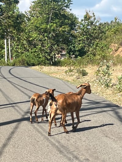 Three goats are walking on an asphalt road with some vegetation on the side and trees in the background. The goats are brown with some white markings. The road is curved, and there are shadows on the road. The sky is blue with some clouds.