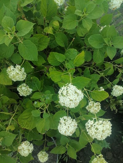 The image shows a close-up view of a bush with green leaves and clusters of small white flowers. The flowers are spherical and appear to be in bloom. The leaves are oval-shaped with serrated edges and some have water droplets on them, suggesting recent rain or dew. The background is out of focus, but appears to be soil and possibly other vegetation. The setting is outdoors, likely a garden or natural area. The image does not contain any people or specific identifiable landmarks. The location of Kozhokhovo, Kazakhstan is not visible or indicated in the image.