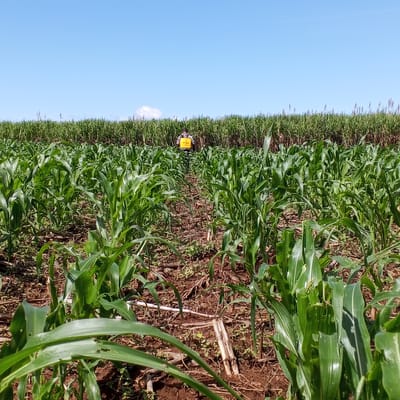 The image shows a field of young corn plants in Keyian ward, Kenya, with a person wearing a yellow backpack sprayer visible in the background, slightly obscured by the corn. Beyond the cornfield, a denser row of tall, green vegetation, possibly sugarcane, stands against a clear blue sky with a small white cloud. The foreground reveals the soil and scattered plant debris between the rows of corn.
