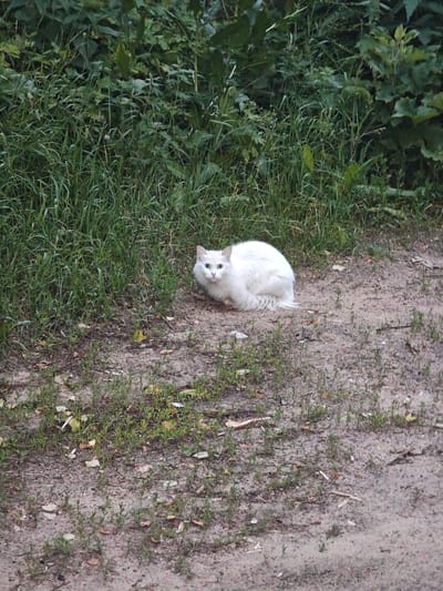 A medium shot captures a fluffy white cat with striking blue eyes sitting on a patch of dirt and sparse vegetation, with a dense green bush as a backdrop. The cat is positioned slightly to the left of the frame, its body curled and its tail extended behind it on the ground. The ground beneath the cat is a mix of dirt, small pebbles, and scattered dry leaves, with patches of green weeds growing amongst the dirt. The background is dominated by lush green foliage, appearing dense and slightly out of focus, suggesting a natural outdoor setting. The lighting appears to be natural daylight, possibly overcast given the soft shadows and muted colors. There are no people or other objects clearly visible in the frame. The cat appears alert and is looking directly towards the camera, its blue eyes the most prominent feature of its face. The overall scene suggests a quiet moment in a natural environment, possibly a park or the edge of a wooded area in Rodniki, Russia.