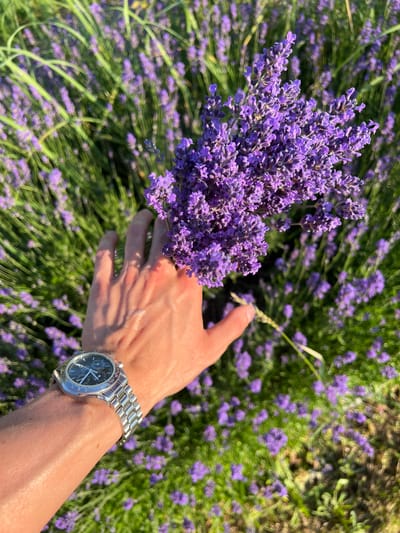 An overhead, close-up shot captures a person's left hand as it gently plucks a bundle of lavender flowers from a field of lavender under a bright, natural light. The hand, with prominent veins and some shadowing from the sunlight, is adorned with a silver wristwatch with a black face. The watch band is composed of interlocking silver links. The background is a blur of vibrant green stems and numerous small purple lavender blossoms, suggesting a sunny day in a cultivated field. The location is Borowa, Poland, where lavender fields are a popular attraction.