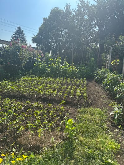 The image depicts a sunny day in a garden located in Gigintsi, Bulgaria. The foreground features rows of young green plants, likely a vegetable crop, growing in dark soil. To the right, the garden transitions to an area with taller grass and other vegetation. In the background, a dense line of trees forms a natural border, with sunlight filtering through their leaves. A tall evergreen tree stands to the left, accompanied by flowering rose bushes with pink and red blooms. Power lines are visible across the clear blue sky. The scene conveys a sense of rural tranquility and agricultural activity.