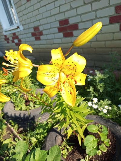The image shows a close-up of yellow lilies in a garden setting. The lilies are in focus, with their petals and stamens clearly visible. One lily is in full bloom, while another is still a bud. The flowers are growing in planters made from cut tires, with rich dark soil and green foliage. In the background, a brick wall with white and red bricks suggests the presence of a building. Small white flowers are scattered among the greenery. The lighting suggests it is daytime, possibly late afternoon, with shadows cast by the plants. The scene appears to be outdoors in a residential or garden area.