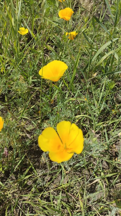 This image shows a close-up view of several bright yellow California poppies (Eschscholzia californica) blooming in a field of green grass and other low-lying plants. The poppies are in various stages of bloom, with some fully open and others still partially closed. The foreground is dominated by two prominent poppies, one slightly out of focus. The background consists of a dense tangle of green foliage, with hints of dry grass and soil visible beneath. The lighting suggests a sunny day. The image does not contain any people, buildings, or specific landmarks that would indicate a location within the city of Айдарово, Russia.