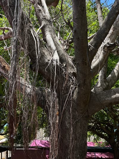 The image captures a close-up view of the textured bark and hanging aerial roots of a large tree, likely a banyan, in León, Nicaragua. The tree's thick, gnarled branches dominate the frame, with a dense canopy of green leaves visible in the background under a bright blue sky. In the lower portion of the image, parts of buildings are visible, including a vibrant pink roof and a deep red wall, suggesting an urban or semi-urban setting within the city. There are no people or animals present in the scene. The lighting indicates a sunny day, casting strong shadows on the tree's trunk and branches.