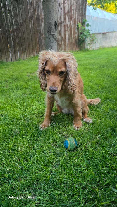 A medium shot captures a medium-sized, tan-colored dog with long, curly ears and light-colored fur on its head, sitting on a vibrant green lawn. The dog is looking downwards with a slightly sad expression. In front of the dog, a small, blue and green ball is visible on the grass. Behind the dog, a wooden fence runs along the left side of the frame, and a portion of a greenhouse structure with white plastic sheeting is visible on the right. A tree trunk is positioned behind the dog, centrally in the background. The overall setting appears to be a backyard in Ezerovo, Bulgaria, bathed in natural sunlight. The image also displays a watermark of "Galaxy S25 Ultra" at the bottom left corner.