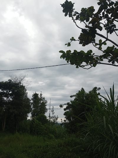 The image displays an outdoor, natural landscape under an overcast sky, located in the Hasanparthy mandal, India. The upper half of the frame is filled with a uniform, light grey, cloudy sky. A portion of a tree, characterized by dark green, broad leaves and branches, extends into the frame from the upper right corner. A single, dark utility cable or power line stretches horizontally across the image, positioned approximately one-third down from the top edge, slightly sagging.

The lower half of the scene consists of dense, green vegetation. In the immediate foreground, particularly on the right, tall, broad-leaved green plants are prominently featured. Further back, forming a natural horizon, is a diverse collection of trees and foliage, including dark green, leafy trees on the left (some with visible bare branches), and taller, slender trees resembling evergreens in the central midground. Beyond these trees, a lighter, hazy expanse is visible in the distance, suggesting a valley or a body of water under atmospheric haze. No individuals, animals, or specific actions are present. The lighting is diffused, indicating overcast weather conditions.