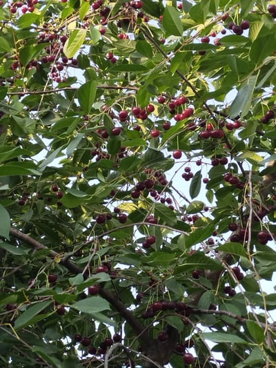 This image depicts a close-up view of a cherry tree laden with ripe, dark red cherries. The cherries are clustered on branches, with green leaves forming a dense canopy. The sky is visible in the background, appearing light blue and slightly overcast. The scene is a natural environment, likely an orchard or a garden, with the focus on the fruit and foliage. There are no people or any man-made structures visible in the frame. The image conveys a sense of abundance and the ripeness of the cherry harvest. The location is not specified in the image, so it cannot be determined to be in Ikkiaul, Uzbekistan.