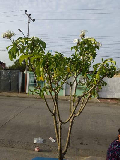 A medium shot captures a small frangipani tree, notable for its white blossoms and lush green leaves, planted on a grey paved city street. The tree's multiple stalks extend upwards from a possible blue container. A scattering of litter is visible near the tree's base on the pavement.

Behind the tree stands a row of residences, each distinguished by light green and white painted walls and white-barred windows. A dark metal gate is visible adjacent to one of the houses.

Overhead, telephone wires stretch across the scene, supported by a utility pole located on the left side. The sky is overcast.

Part of a person in a patterned shirt is visible in the bottom right of the frame. The location of the image is in the city of Barcelona, Venezuela.