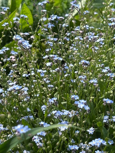 A close-up, vertical, eye-level shot captures a dense cluster of small, light blue forget-me-not flowers with yellow centers. The flowers are interspersed with green stems and buds, some of which appear to be a purplish-brown color. The background consists of blurred green foliage, suggesting an outdoor garden setting. The lighting is natural and appears to be diffused sunlight, creating soft shadows. No people or animals are visible. The scene appears to be located in a naturalistic setting, likely a garden or park. The image does not contain any specific landmarks or indicators that would allow for pinpointing a location within 115 Km of Russia.