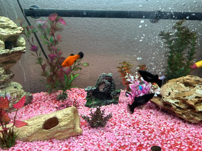 The scene is an illuminated freshwater aquarium, located in Offenbach an der Queich, Germany. The aquarium's substrate consists of numerous small, uniformly pink gravel pieces. The tank contains clear water, with active air bubbles visible ascending in the upper right quadrant.
Three fish are clearly identifiable: one bright orange fish with a distinct black caudal fin is positioned in the mid-left area of the tank. Two black fish are observed in the lower-right and mid-right sections. A portion of a yellow object with a pink tip is partially visible at the far right edge of the frame, near the water surface.
Artificial decorations are distributed throughout the tank. On the far left, a large, multi-tiered, light-colored rock formation is present. Adjacent to it, a tall artificial plant displays green stems with pinkish-purple foliage. In the central area, a smaller, dark grey artificial rock formation with an arched opening rests on the gravel. To the right of the center, a cluster of artificial plants in shades of green, orange, pink, and white is visible. A large, textured, light brown artificial rock formation occupies the far right side. In the lower-left, a light tan artificial log decoration with a dark brown cavity is situated on the pink gravel. A small, dark reddish-brown artificial coral-like piece is located in the lower-center. A black horizontal bar, consistent with aquarium equipment, spans the top of the tank, positioned against a light grey, textured wall background.