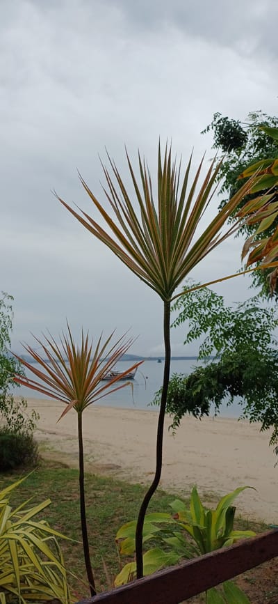 The image shows a close-up view of two spiky plants with thin trunks in the foreground, set against a backdrop of a beach, the ocean, and a cloudy sky. The plants' leaves are long and pointed, with a color gradient ranging from green to reddish-brown. There are visible water droplets on the leaves, suggesting recent rain.
In the middle ground, a sandy beach stretches towards the water. A small boat with a cabin is anchored in the calm ocean. The water appears a muted gray due to the overcast conditions. Green trees and foliage are visible on the right side of the image, bordering the beach. In the distance, the outline of hills or mountains can be discerned through the haze.
The overall atmosphere is serene and slightly melancholic, likely due to the cloudy weather. The scene depicts a tropical coastal environment, possibly within Ao Wiang Wan, Thailand, given the context provided. No people are visible in the image.