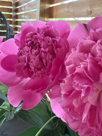 The image features two vibrant pink peonies in close-up. The flowers are lush and full, with many delicate petals layered on top of each other, creating a sense of depth and texture. The lighting suggests it is daytime, with soft, natural light illuminating the flowers. The background is blurred, but hints of wooden planks and green foliage can be seen, indicating an outdoor setting, possibly a garden or patio area. The focus is entirely on the beauty and detail of the peonies, emphasizing their soft curves and rich color. There are no people or explicit text visible in the image. The overall impression is one of natural beauty and serenity.