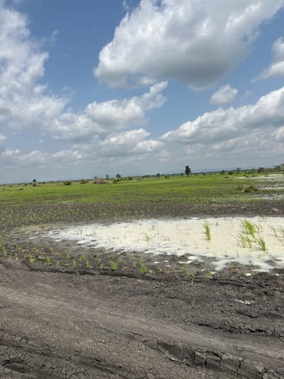 The image captures a flooded agricultural field in Lau, Nigeria, likely a rice paddy, under a partly cloudy sky. The scene depicts an extensive area of cultivated land, with vibrant green young plants emerging from the wet earth. A significant portion of the field is covered in shallow, milky-white water, indicating recent or ongoing irrigation or rainfall.

To the right of the image, the cracked, dark soil is visible, suggesting a dry period preceding the flooding. Tire tracks are imprinted on this drier land, hinting at recent activity, possibly related to farming operations or the movement of equipment.

The sky is a mix of bright blue and large, fluffy white clouds, with some darker, grey clouds present, suggesting changeable weather conditions, possibly indicating an approaching rain shower or recent overcast skies. The overall impression is one of a rural landscape actively engaged in agricultural production, with the elements playing a crucial role in the farming cycle. No people or animals are visible in the frame. The time of day appears to be daytime, with ample natural light illuminating the scene.