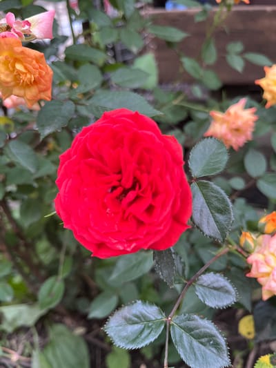 The image captures a close-up, top-down view of a vibrant red rose in full bloom, set within an outdoor garden. The large, intensely red rose occupies the central foreground, showcasing numerous tightly packed petals. Its color is rich and saturated.
Surrounding the main red rose and populating the blurred background and foreground are other smaller roses and buds, appearing in various shades of orange, yellow, and light pink. These secondary flowers are out of focus, creating a shallow depth of field that emphasizes the central bloom.
Dark green leaves with distinct serrated edges are prominent throughout the frame, both in sharp detail near the main rose and in soft blur further away. These leaves belong to the rose bushes and other garden foliage. A blurred mix of dark greens and browns in the background suggests other plants, soil, or a garden structure.
The scene depicts a peaceful moment in a blooming garden, likely during the daytime under natural light, as indicated by the soft illumination and lack of harsh shadows. There are no people or discernible activities taking place, just the natural beauty of the flowers. No visible text is present in the image. The setting is a garden in Kran, Bulgaria.