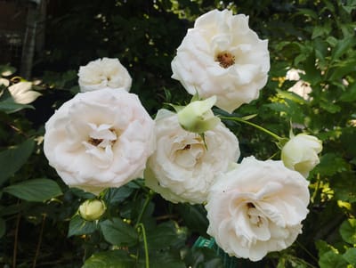 This is a close-up, eye-level, outdoor shot of a cluster of white roses in bloom. The roses are the main subjects, with their delicate petals in various stages of opening. Some of the roses are fully bloomed, revealing their intricate centers with stamens, while others are still buds, tightly furled. The roses are predominantly white, with some subtle hints of cream or pale yellow.
The setting is a garden, with lush green foliage forming the background. The leaves are dark green and appear healthy, suggesting a favorable growing environment. Sunlight filters through the leaves, creating dappled lighting effects and highlighting the textures of the petals and leaves. There are hints of a fence or trellis in the upper left corner, and a green mesh netting is visible in the lower right.
The time of day appears to be daytime, with bright but diffused sunlight. The weather seems pleasant, conducive to the blooming of flowers. The overall mood is serene and natural, emphasizing the beauty of the roses. There are no people visible in the image, and no text is present. The focus is entirely on the natural beauty of the roses and their surroundings. The image evokes a sense of peace and the abundance of nature.