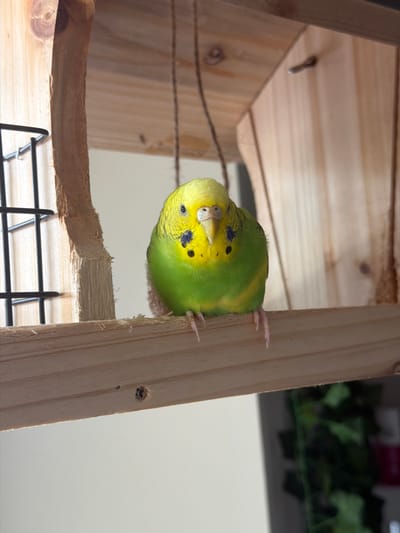 In this medium shot, a budgerigar with vibrant green and yellow plumage is perched upside down on a wooden structure. Its small, pink feet grip the edge of a vertical wooden plank, while its head is angled downwards, revealing its bright eyes and a hint of blue on its forehead. The bird's body is a gradient of lime green on its back and chest, transitioning to a sunny yellow on its head and neck.

The wooden structure appears to be part of a cage or aviary, constructed from light-colored pine. Horizontal planks form the base and roof of a small enclosure, with a rough-hewn branch or perch running horizontally below. A black metal grate is visible at the bottom of the frame, suggesting the lower portion of the enclosure. The background is softly blurred, with hints of artificial greenery and a light, neutral wall.

The lighting suggests an indoor setting, possibly during the daytime, given the natural light filtering in. The image captures a moment of stillness, with the budgerigar seemingly at ease in its environment. There is no visible text in the image. The overall impression is one of a domestic pet in its habitat.