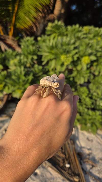 This media file captures a close-up of a hermit crab perched on a person's hand. The crab, with its light-colored shell, is the primary subject, its antennae and claws visible. The hand, gently holding the crab, shows skin texture and the subtle lines of the palm.
The background is softly blurred, revealing lush green foliage, suggesting a tropical environment. Hints of sand and dried palm fronds on the right side of the frame further reinforce a beach or coastal setting. The lighting indicates it is likely daytime, with the sun casting a warm glow on the skin and highlighting the details of the crab.
The image conveys a sense of curiosity and gentle interaction between the person and the marine creature. There are no visible text elements within the frame. The location is identified as Fuvahmulah, Maldives, which aligns with the visual cues of a tropical island environment.