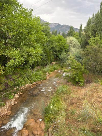 The image shows a natural scene with a focus on a flowing stream and surrounding vegetation. On the left, a large tree with lush green leaves dominates the foreground, its branches extending over the stream. The stream itself is shallow and clear, with visible rocks on its bed and along its banks. The water is moving, creating white ripples and small cascades.

To the right of the stream, the terrain is covered in dry grass and interspersed with small green plants and blue wildflowers. Further into the background, dense foliage of various trees and shrubs creates a verdant wall, with some taller, slender trees appearing in the distance. Beyond the trees, a mountainous landscape is visible under a cloudy sky.

The scene suggests a natural, possibly rural or mountainous, environment, consistent with the description of the city of Khumsan, Uzbekistan, which is known for its mountainous terrain and natural beauty. There are no people or animals visible in the image, and no discernible man-made structures other than possibly a faint wire running across the top of the frame. The overall impression is one of tranquility and natural abundance.