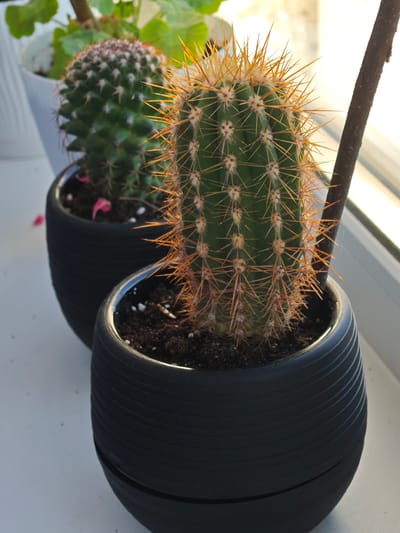 The image shows two potted cacti placed on a white windowsill. The cactus in the foreground is taller with prominent, sharp, golden-brown spines and is in a ribbed black pot. A dark brown stick is positioned to the right of this cactus. A second, smaller cactus with shorter, lighter colored spines is visible behind and to the left of the foreground cactus, also in a black pot. The background includes green foliage from another plant and a window through which sunlight is streaming, creating a bright, slightly blown-out effect. The scene is indoors, likely in a residential setting in Заклинье, Russia.