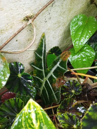 A close-up shot showcases diverse foliage against a concrete wall. A prominent Alocasia leaf, with defined white veins on dark green, exhibits some browning on its edges. Round, glossy green leaves with visible veins are also present. Other leaves display intricate patterns of dark and light green. A thin, brown vine stretches across the background. The overall scene conveys a lush, tropical, and somewhat humid environment.
