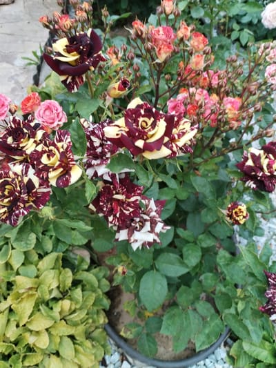 In Lepeshki, Russia, a close-up shot captures a garden bed filled with blooming roses. The dominant flowers are "Picasso" roses, characterized by their striking bicolored petals, a deep burgundy or maroon striped with cream or yellow. Several of these roses are in full bloom, showcasing their intricate petal patterns. Surrounding them are clusters of smaller, fully bloomed pink and peach roses, as well as numerous rose buds in various stages of development, primarily in shades of pink and coral. The roses are set against a backdrop of lush green foliage. The ground is covered with small, light-colored gravel and some soil is visible. A dark gray pot is partially visible at the bottom right.