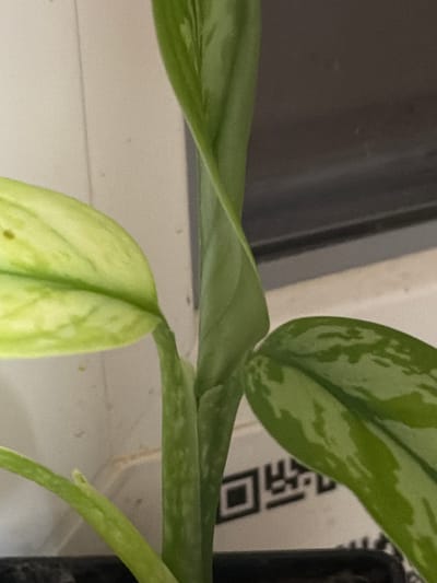 The image shows a close-up of a green plant with patterned leaves. The leaves are elongated and have lighter green splotches. The plant is growing vertically, with a central stem that appears to be twisting. In the background, a white wall is visible, along with a dark surface that could be a window or a piece of furniture. A QR code is visible on the wall behind the plant. The lighting is soft, suggesting an indoor setting. The image does not contain any identifiable landmarks or features that would indicate a specific location in Krasnyi Krym, Russia.