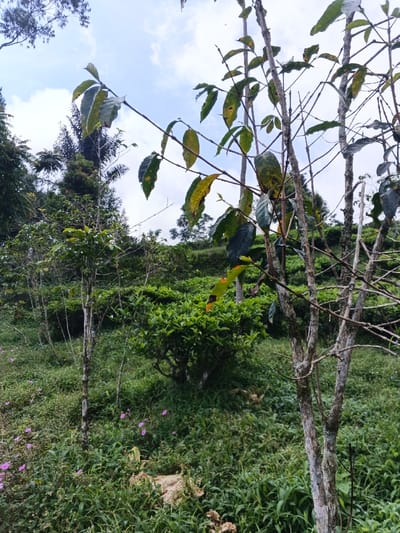 This image depicts a natural, rural landscape in Nanlao, China, primarily consisting of agricultural vegetation on a gentle incline under a partially cloudy blue sky.
In the foreground, a prominent, slender tree with sparse branches and green leaves, some exhibiting yellowing or brown spots, stands on the right side of the frame, extending upwards. To its left, several younger, equally slender trees with minimal foliage are visible. The ground is covered with dense green grass, various smaller plants, and scattered pink-purple wildflowers. Patches of lighter-colored soil or rock are interspersed within the ground cover.
The midground features a cultivated field of uniform, dense green shrubs, consistent with a tea plantation, extending across a gentle slope. In the background, further hills covered with trees and dense vegetation are visible beneath the same sky. No human figures, animals, or man-made structures are present within the scene. The lighting is natural daylight, indicating an outdoor environment.