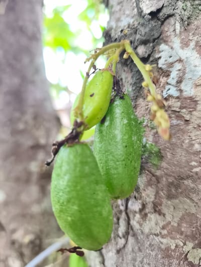 A close-up, outdoor photograph captured in Teumpokteungku, Indonesia, depicts three prominent, oblong green fruits, consistent with young *Averrhoa bilimbi*, attached to short stems. These stems originate directly from the textured, grayish-brown bark of a tree trunk, a growth pattern known as cauliflory. The bark exhibits irregular patterns and lighter, possibly lichen-covered, patches. Several thinner stems with small buds or remnants are also visible. The background is out of focus, revealing blurred green foliage and diffused bright light, indicating a natural, outdoor environment during daytime. Another out-of-focus tree trunk or large branch is visible on the left side of the frame. No human subjects, animals, or observable actions are present.